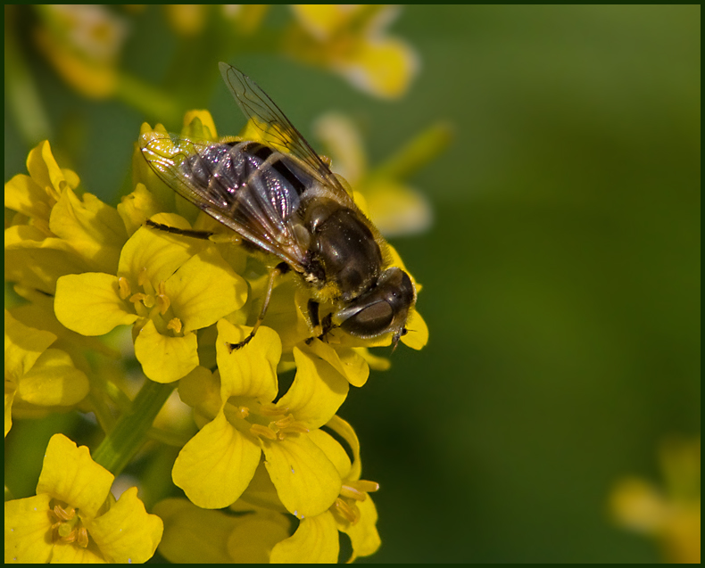 Dronefly, Storslamfluga   (Eristalis tenax)female.jpg