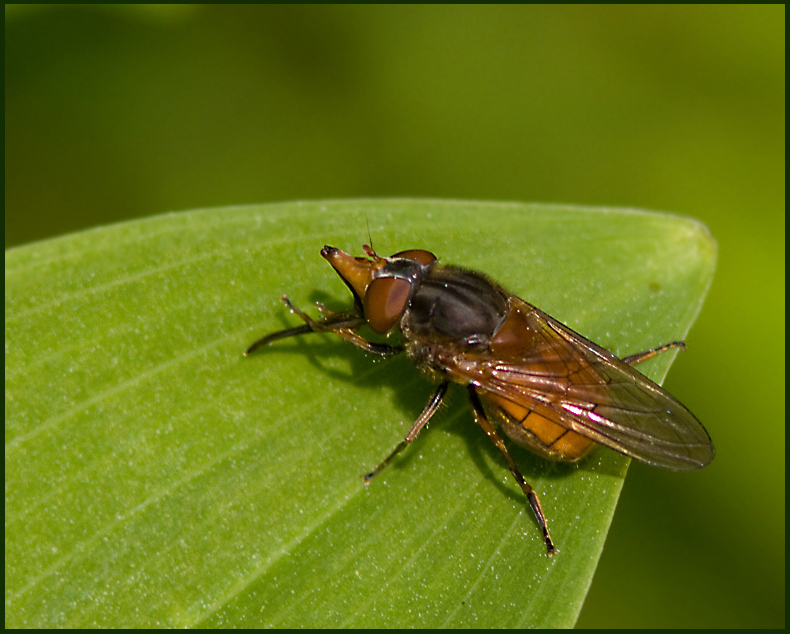 Ängsnäbbfluga (Rhingia campestris).jpg