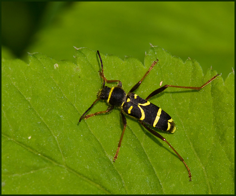 Wasp Beetle, Lvgetingbock   (Clytus arietis).jpg