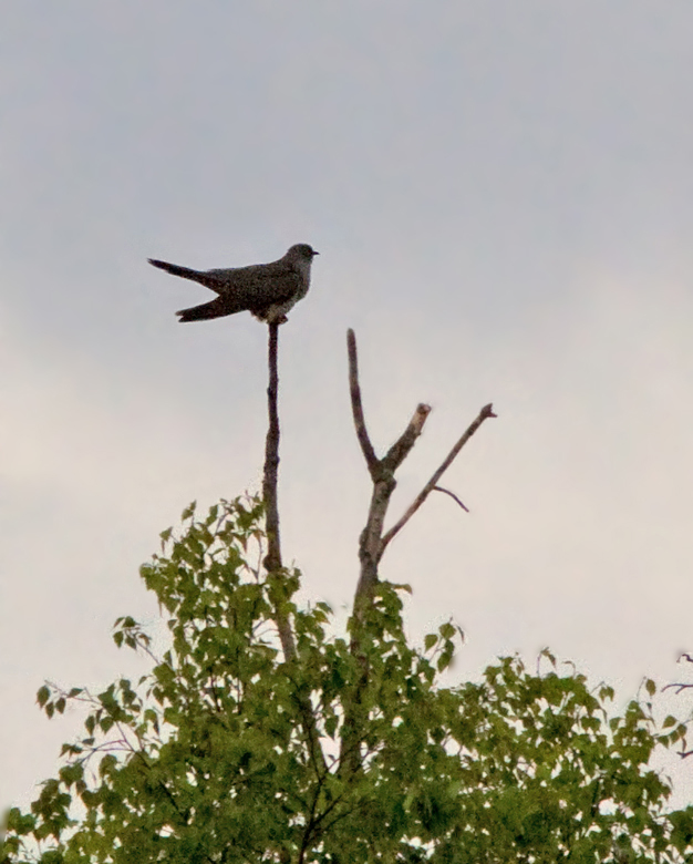 European Cuckoo, Gk   (Cuculus canorus).jpg