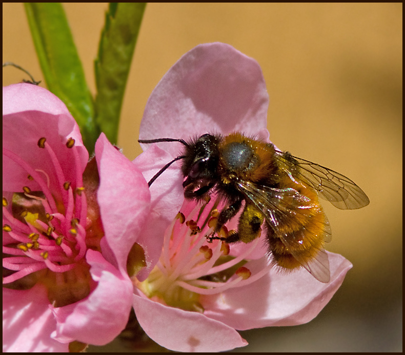  Gldsanbi  (Andrena fulva) Tawny Mining Bee.jpg