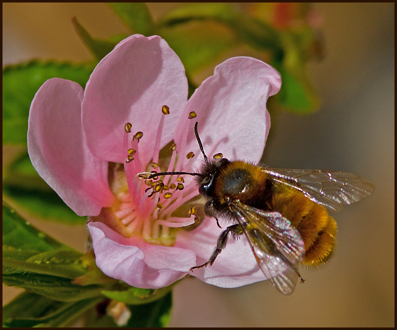  Gldsanbi  (Andrena fulva) Tawny Mining Bee.jpg