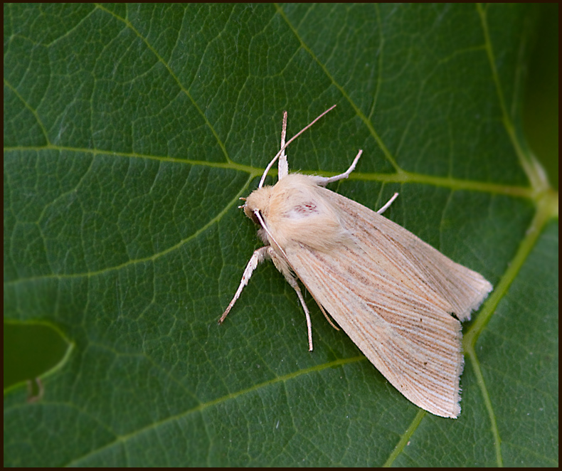 Common Wainscot, Halmgult grsfly(Mythimna pallens).jpg