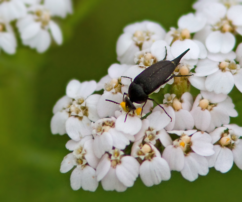 Swedish Tumbling Flower beetles, Tornbaggar, (Mordellidae)