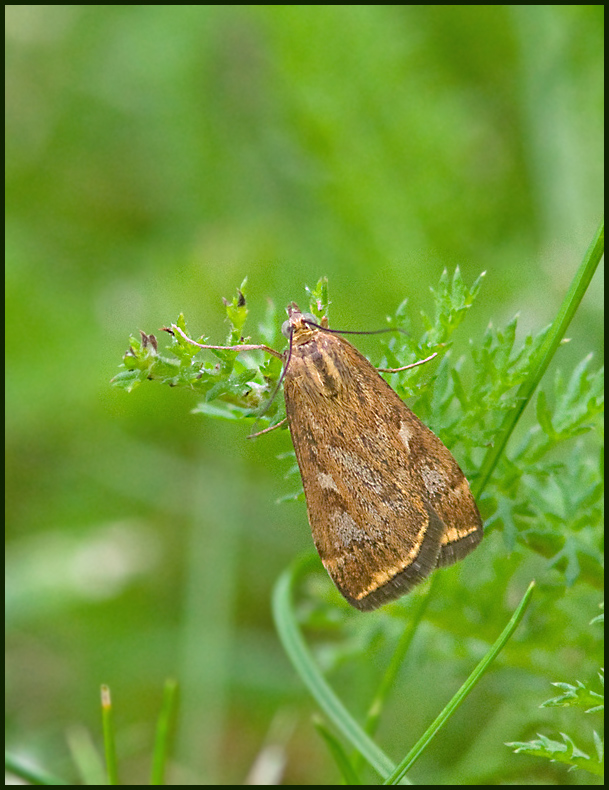 Betmott, (Loxostege sticticalis).jpg