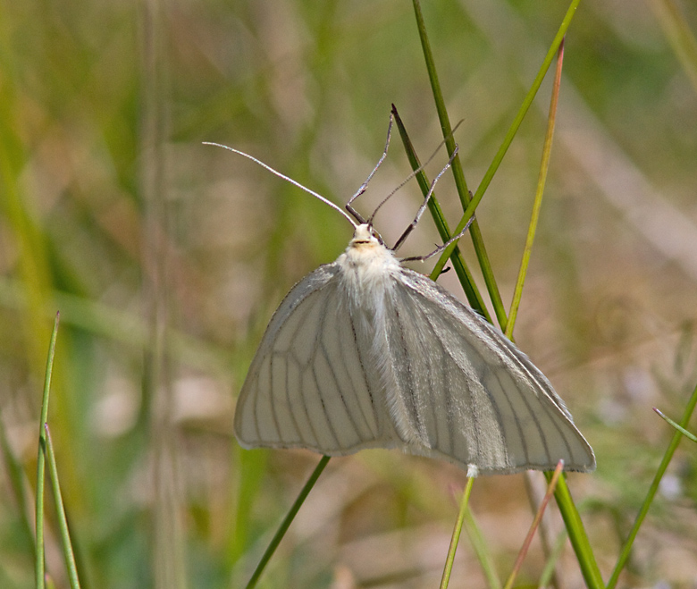 Black-veined Moth, Svartribbad vitvingemätare  (Siona lineata).jpg