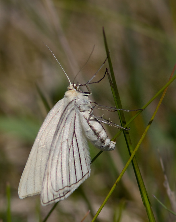 Black-veined Moth, Svartribbad vitvingemtare  (Siona lineata).jpg