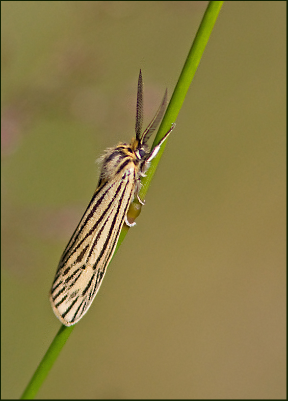 Feathered Footman, Streckhedspinnare  (Spiris striata).jpg