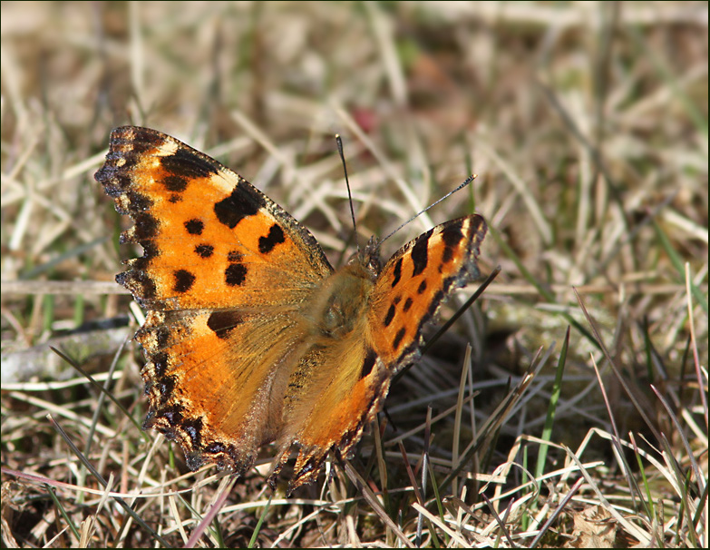 Large Tortoiseshell, Krsbrsfuks   (Nymphalis polychloros).jpg