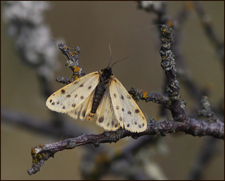 Parmelia Footman, Mindre borstspinnare  (Setina roscida).jpg