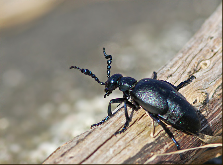 Black Oil Beetle, Svart majbagge  (Meloe proscarabaeus).jpg