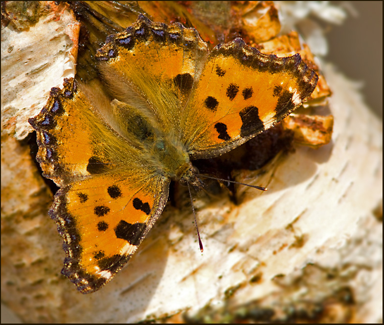 Large Tortoiseshell, Krsbrsfuks   (Nymphalis polychloros).jpg