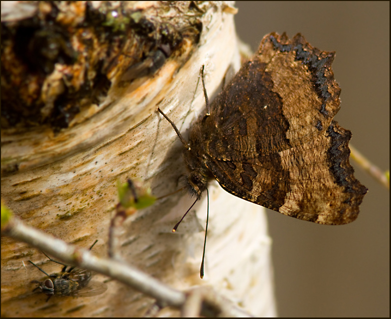 Large Tortoiseshell, Krsbrsfuks   (Nymphalis polychloros).jpg