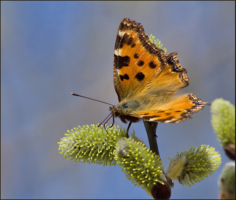 Large Tortoiseshell, Krsbrsfuks   (Nymphalis polychloros).jpg