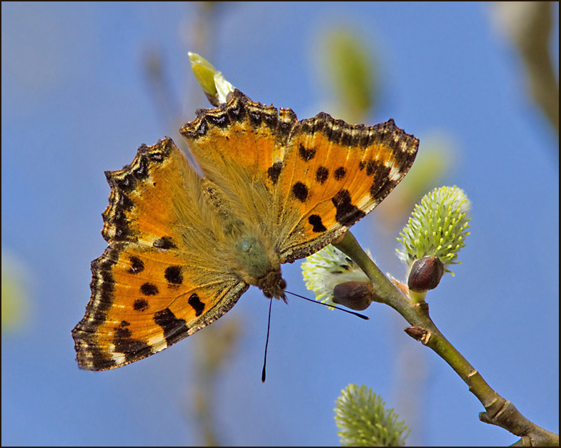 Large Tortoiseshell, Krsbrsfuks   (Nymphalis polychloros).jpg