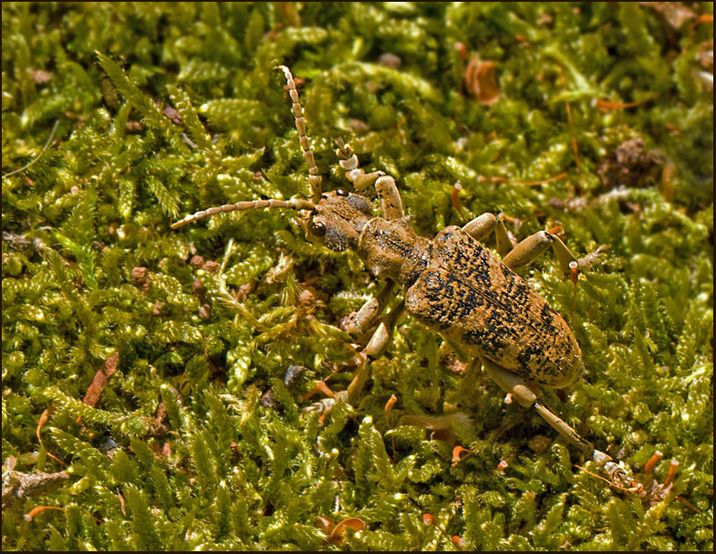 Ektrdlpare  (Rhagium sycophanta) male.jpg