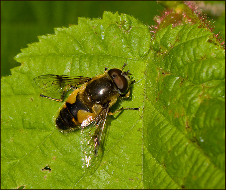 Vrslamfluga  (Eristalis picea).jpg