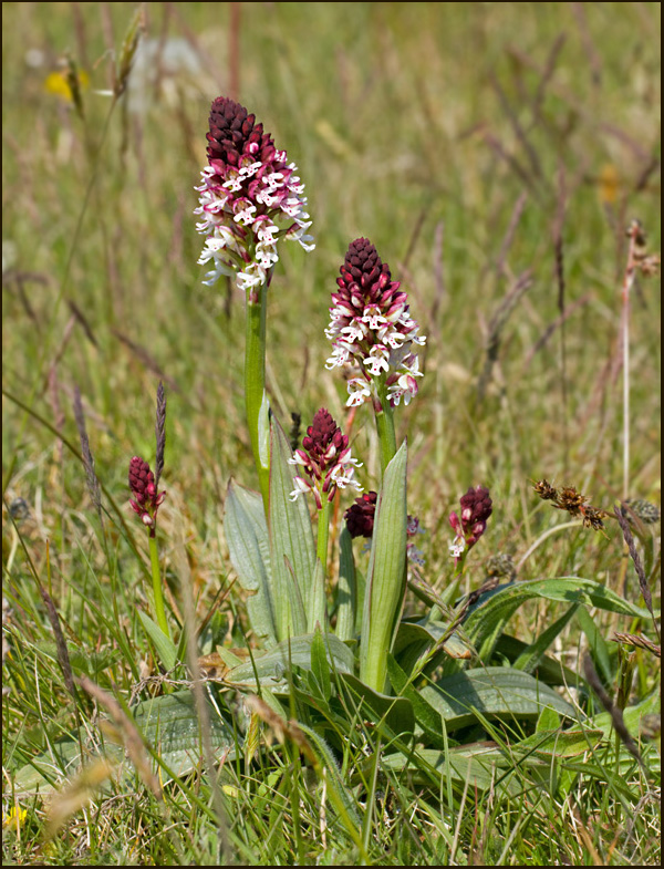 Burnt Orchid, Krutbrnnare  (Neotinea ustulata).jpg