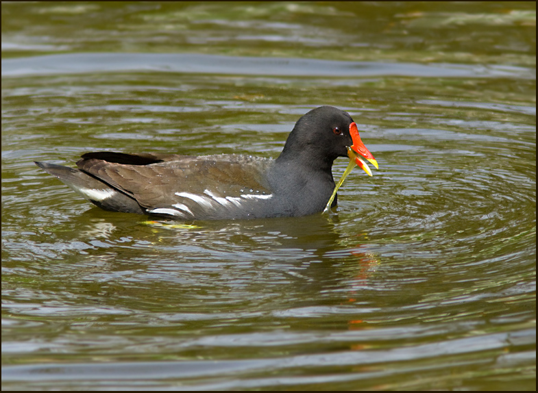 Moorhen, Rörhöna (Gallinula chloropus).jpg