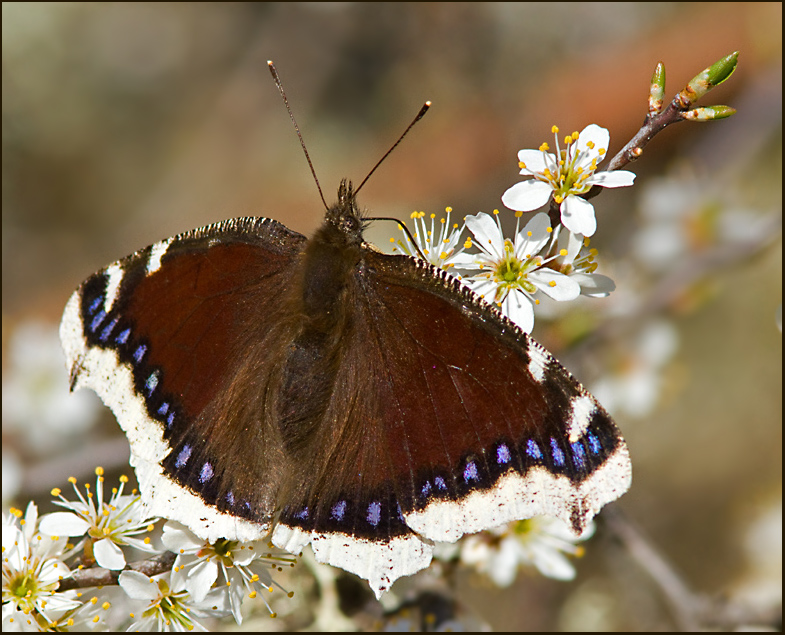 Nymphalis antiopa.jpg