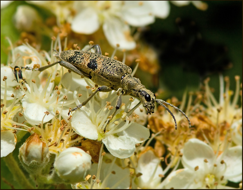  Black-spotted Pliers Support Beetle, Lvtrdlpare   (Rhagium mordax).jpg