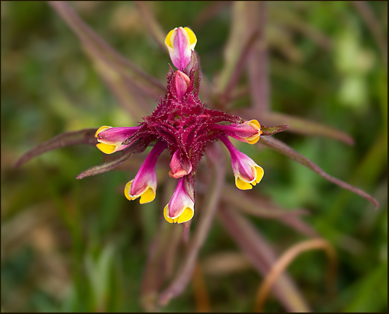 Crested Cow-wheat, Korskovall  (Melampyrum cristatum).jpg