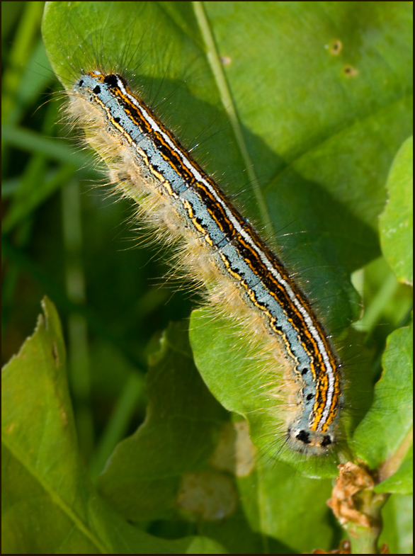 Lackey, Buskringspinnare  (Malacosoma neustria).jpg