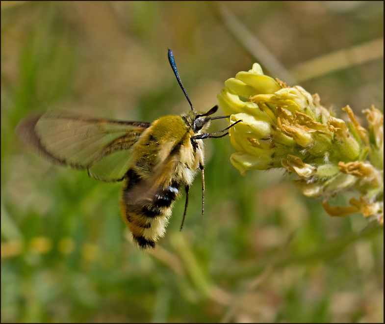 Narrow-bordered Bee Hawk-moth, Svvflugelik dagsvrmare  (Hemaris tityus).jpg