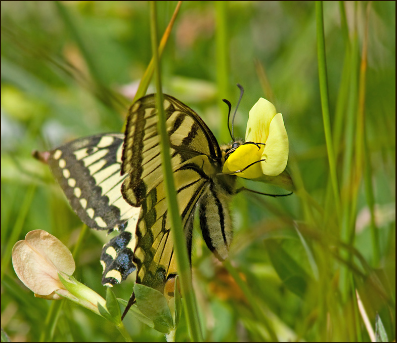 Swallowtail, Machaonfjril  (Papilio machaon)female.jpg