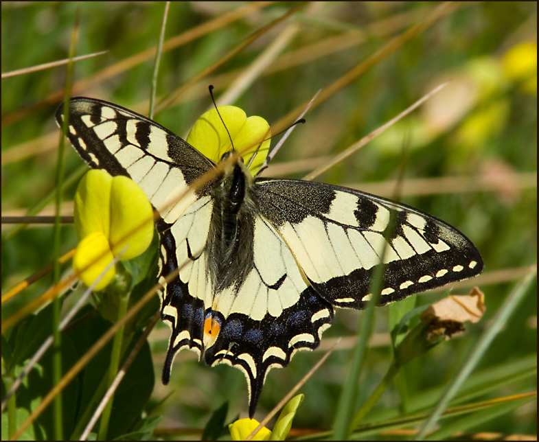 Swallowtail, Machaonfjril  (Papilio machaon)female.jpg