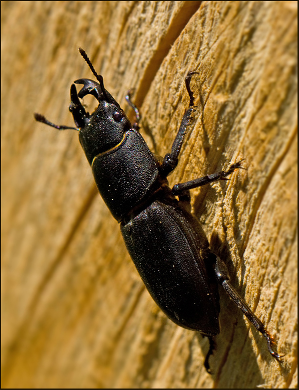 Lesser Stag Beetle, Bokoxe  (Dorcus parallelopipedus).jpg