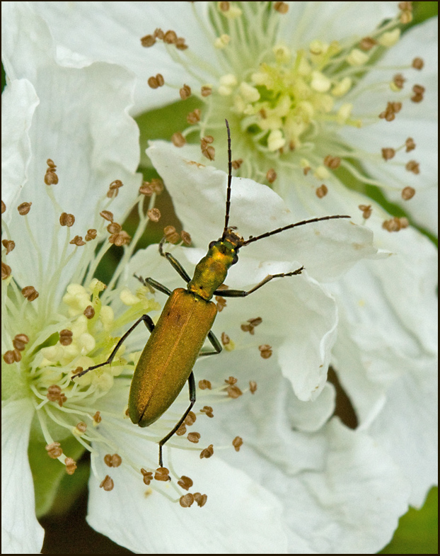 Swedish Flower Beetles, Blombaggar (Oedemeridae)