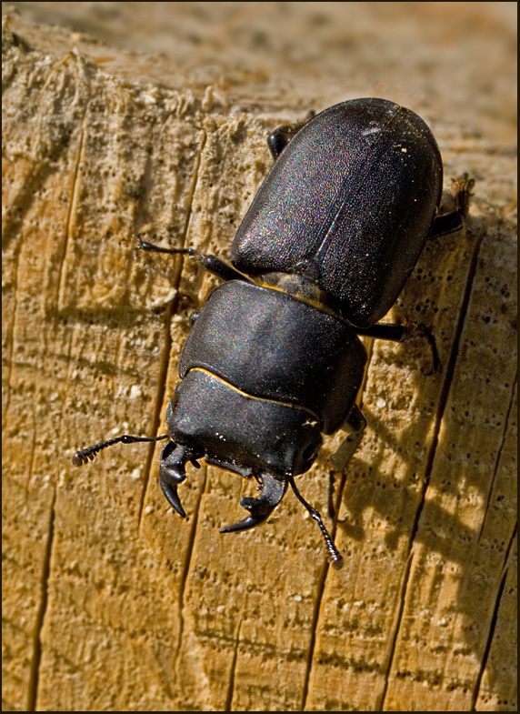 Lesser Stag Beetle, Bokoxe  (Dorcus parallelopipedus).jpg