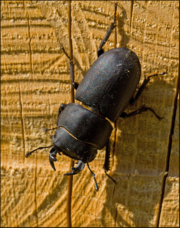 Lesser Stag Beetle, Bokoxe  (Dorcus parallelopipedus).jpg