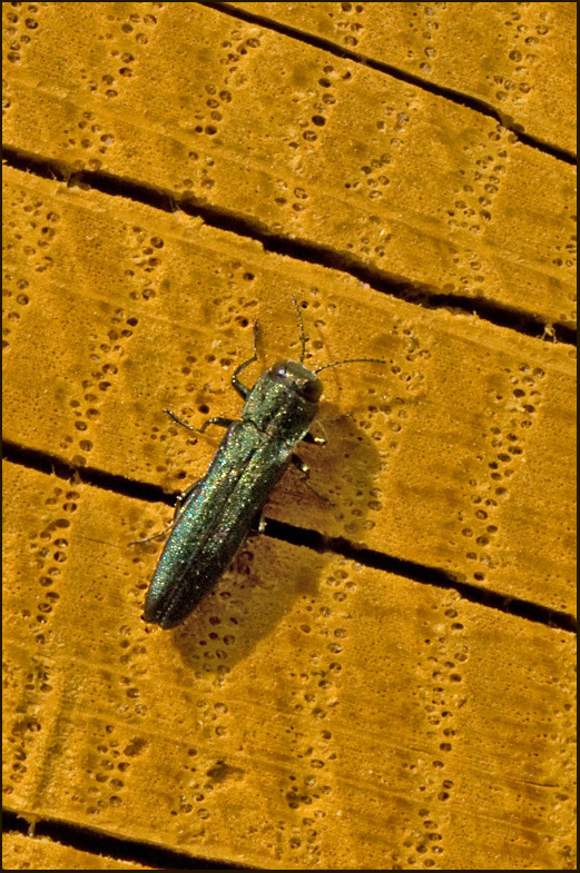 Smal ekpraktbagge  (Agrilus sulcicollis).jpg