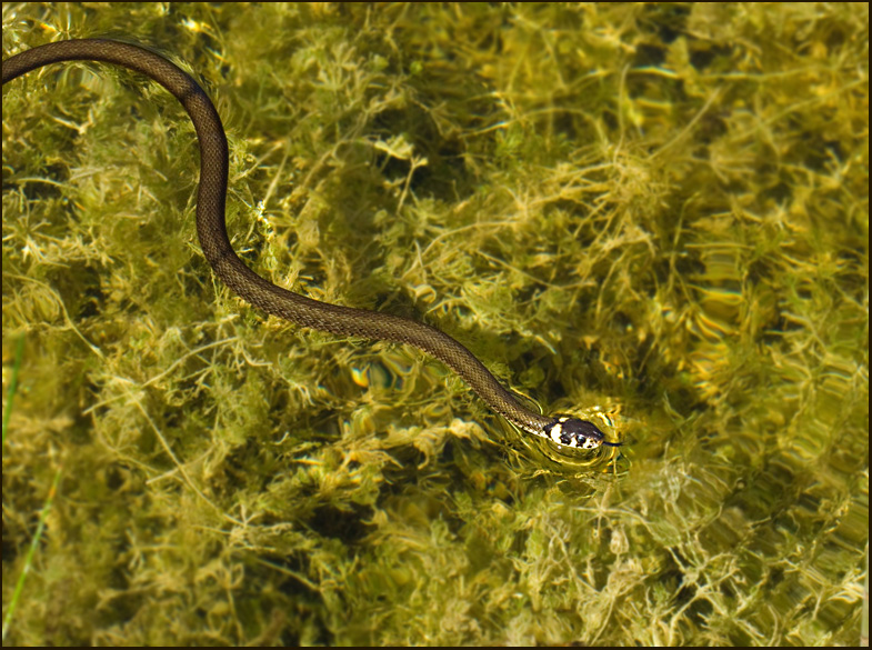 Grass Snake, Snok   (Natrix natrix).jpg