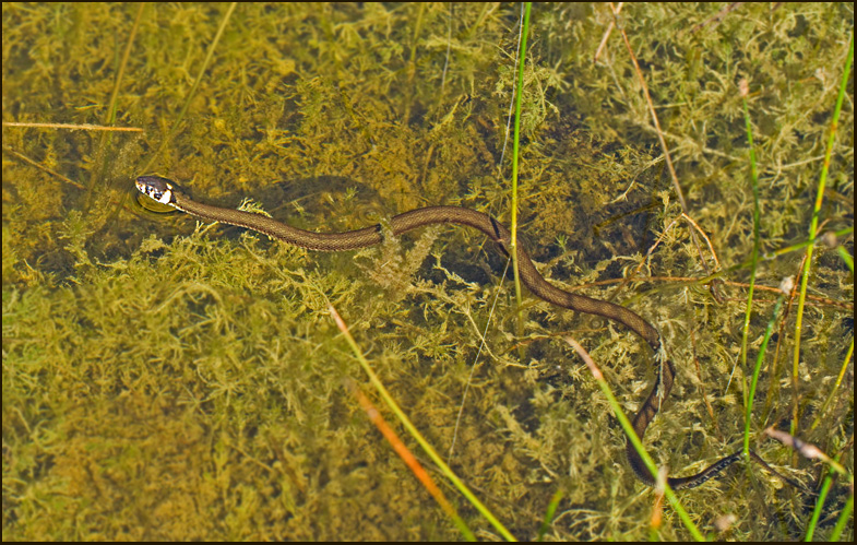 Grass Snake, Snok   (Natrix natrix).jpg