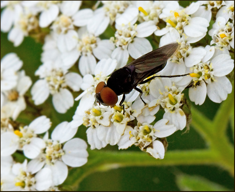Sorgblomfluga (Chrysogaster solstitialis).jpg