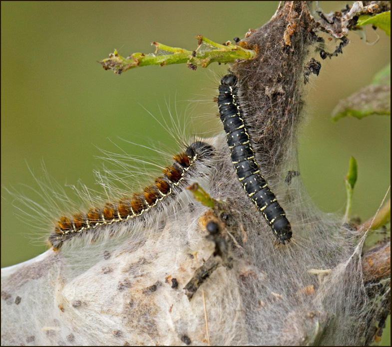 Small Lackey, Bjrnspinnare  (Eriogaster lanestris).jpg