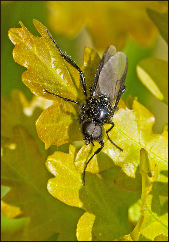 Hrmyggor, Bibionidae