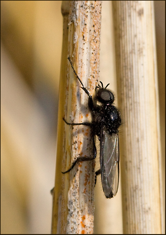 St. Mark's Fly, Skogshrmygga  (Bibio marci)male.jpg