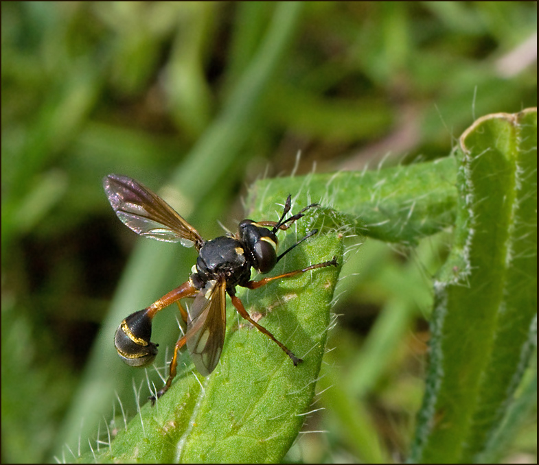 Conopid Fly, Stekelfluga  (Physocephala rufipes).jpg