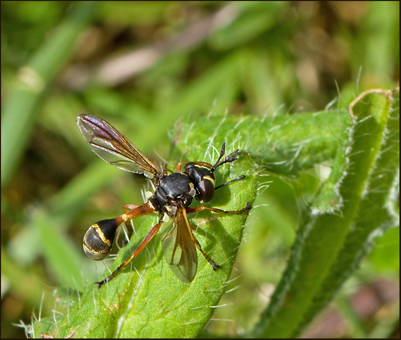 Conopid Fly, Stekelfluga  (Physocephala rufipes).jpg