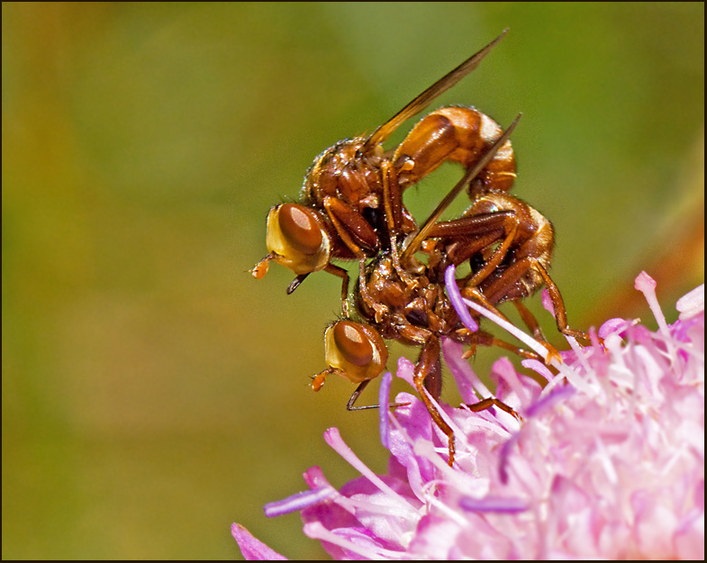 Conopid Fly, Stekelfluga  (Sicus ferrugineus).jpg
