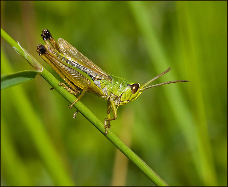 Meadow Grasshopper, Kortvingad ängsgrässhoppa (Chorthippus parallelus).jpg