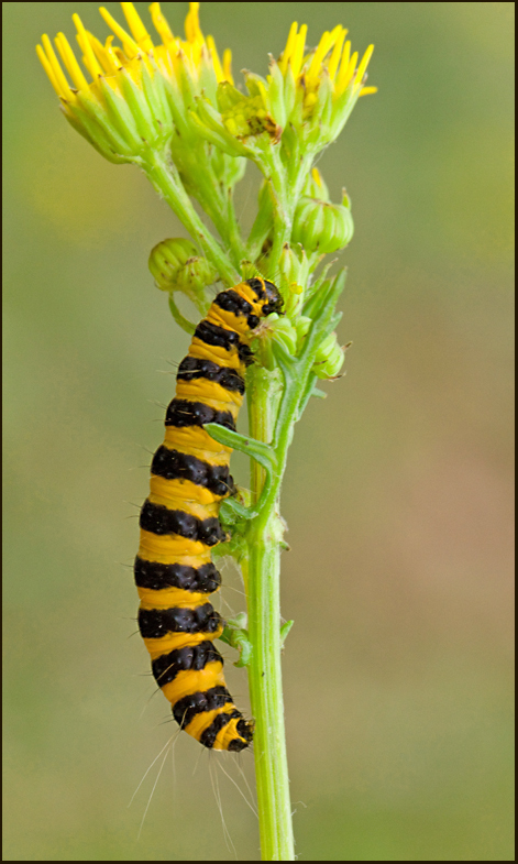 Cinnabar Moth, Karminspinnare   (Tyria jacobaeae).jpg