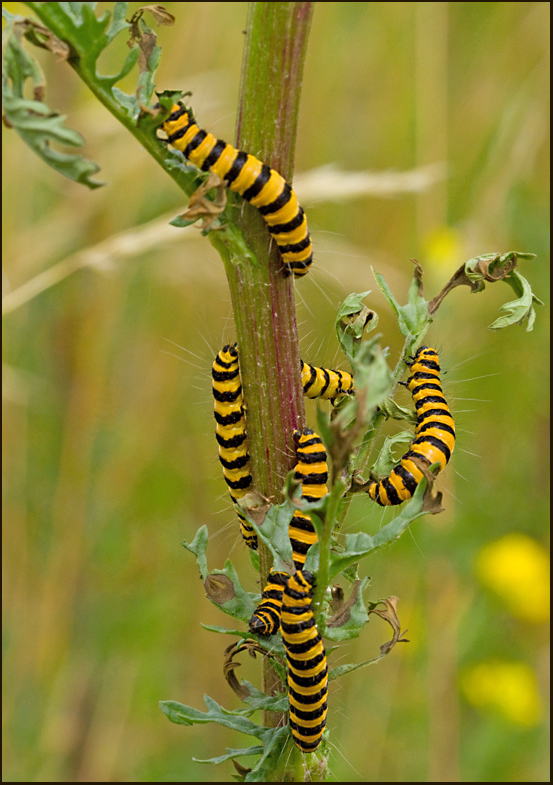 Cinnabar Moth, Karminspinnare   (Tyria jacobaeae).jpg