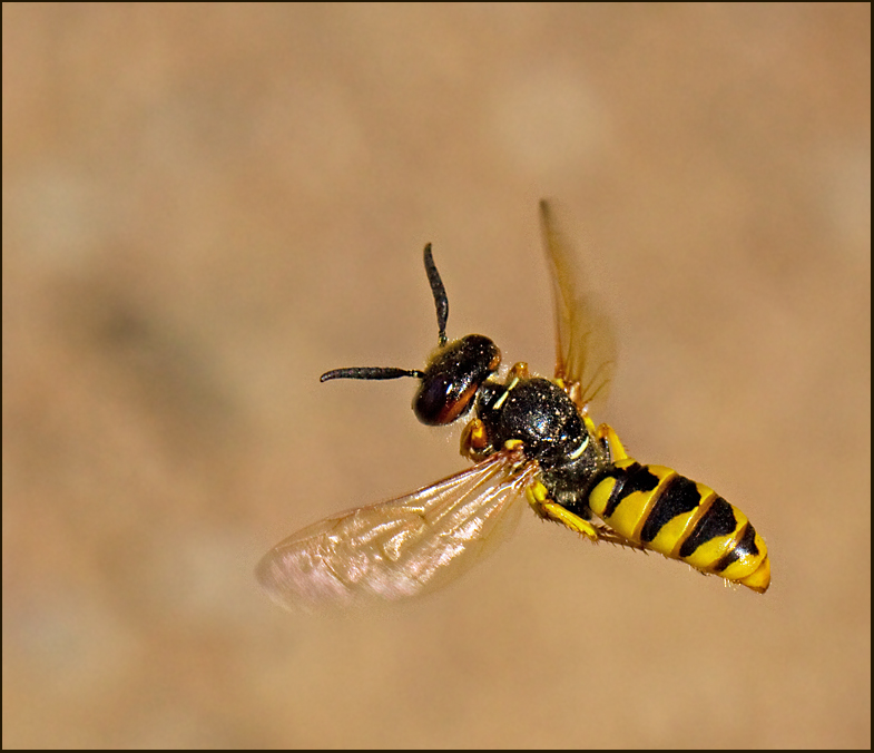 Bee-wolf, Bivarg (Philanthus triangulum).jpg