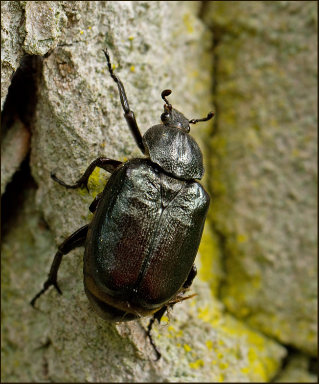 Hermit beetle, Lderbagge  (Osmoderma eremita).jpg