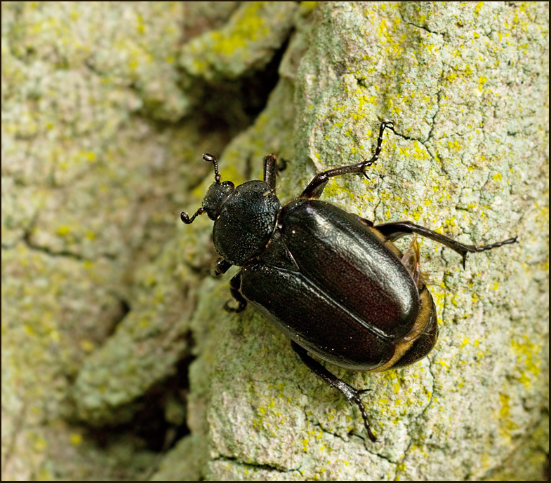 Hermit beetle, Lderbagge  (Osmoderma eremita).jpg
